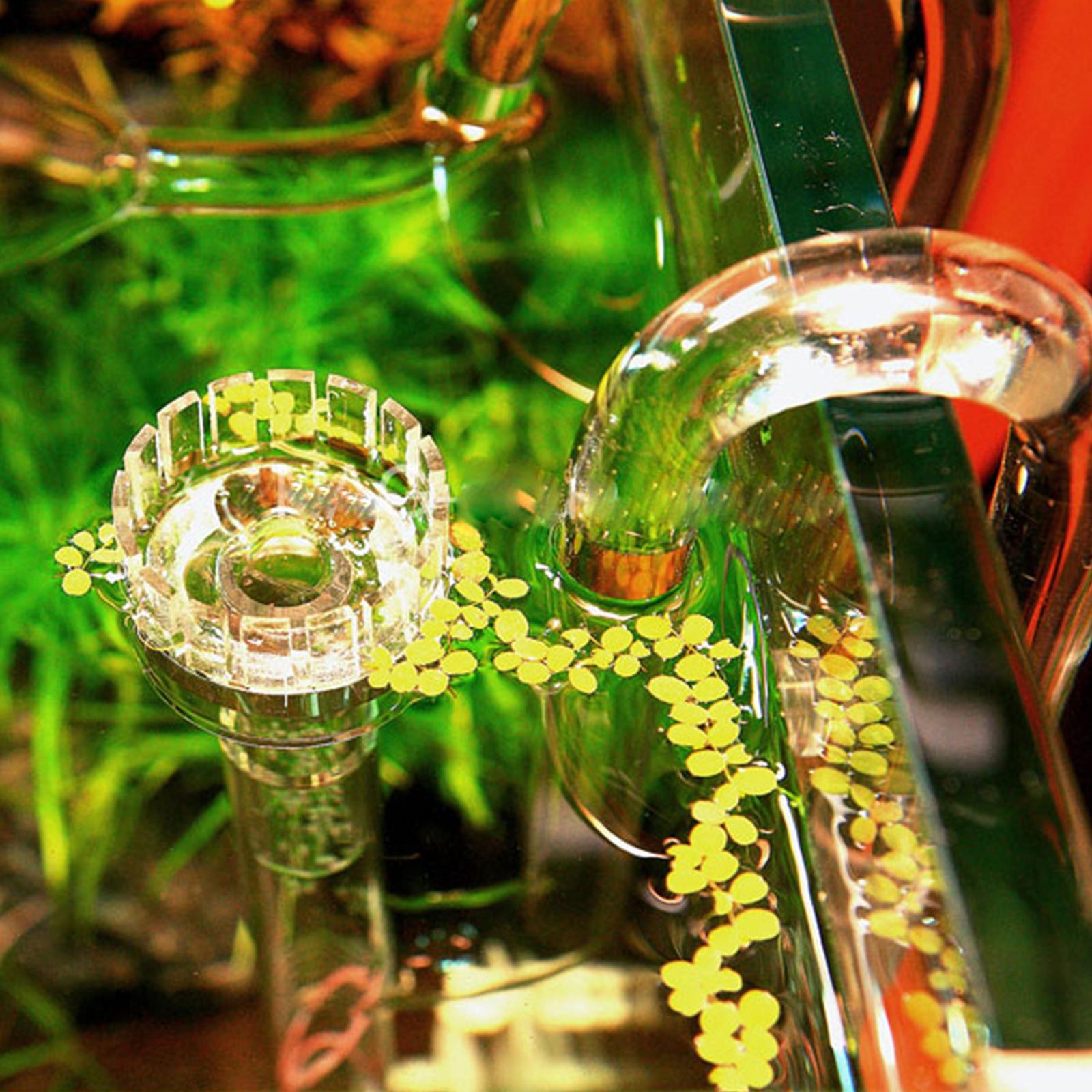 Planted Aquarium Youtube - Aquatic Plant Glass Lily Tube Surface