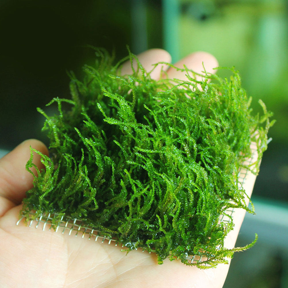 Planted Aquarium Moss - 5Pcs Wear-Resistant Aquatic Moss Mesh Pad