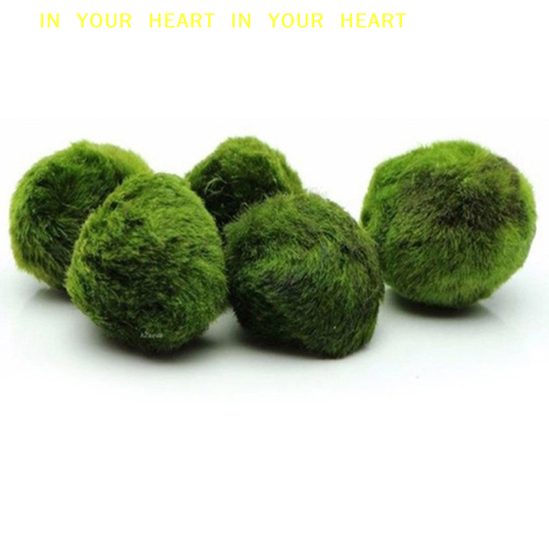 Planted Aquarium Moss - 【X】3-4cm Marimo Moss Balls Live Aquarium