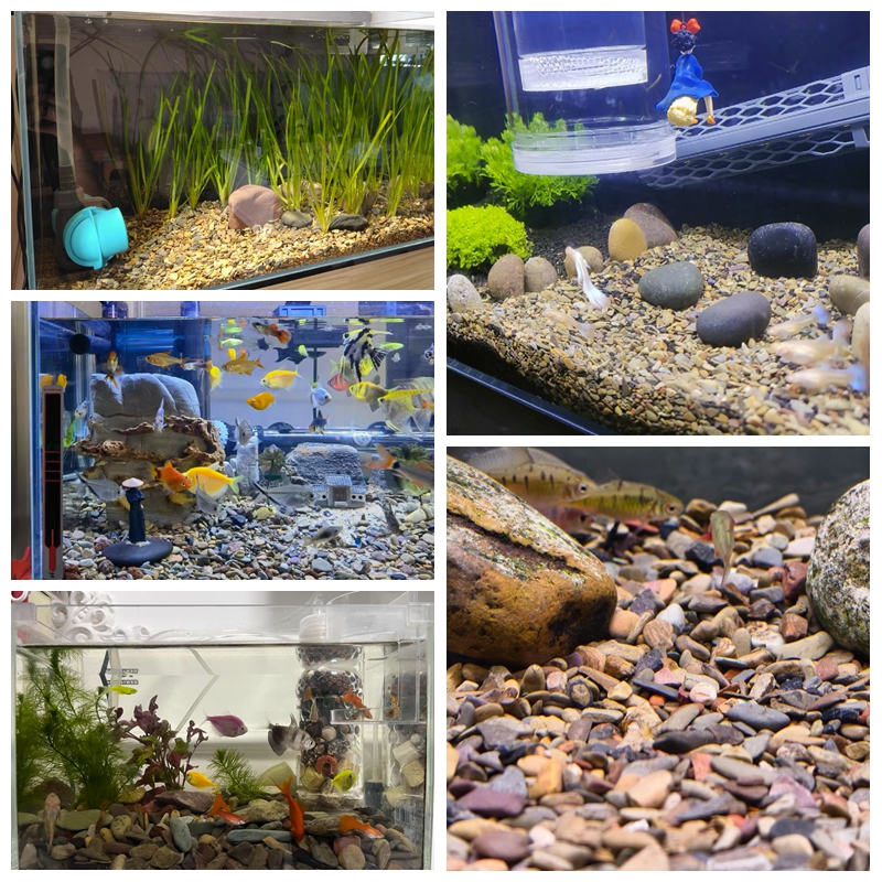 500g Fish Tank Bottom Sand Sto - Aquarium Planted Sand avis et prix