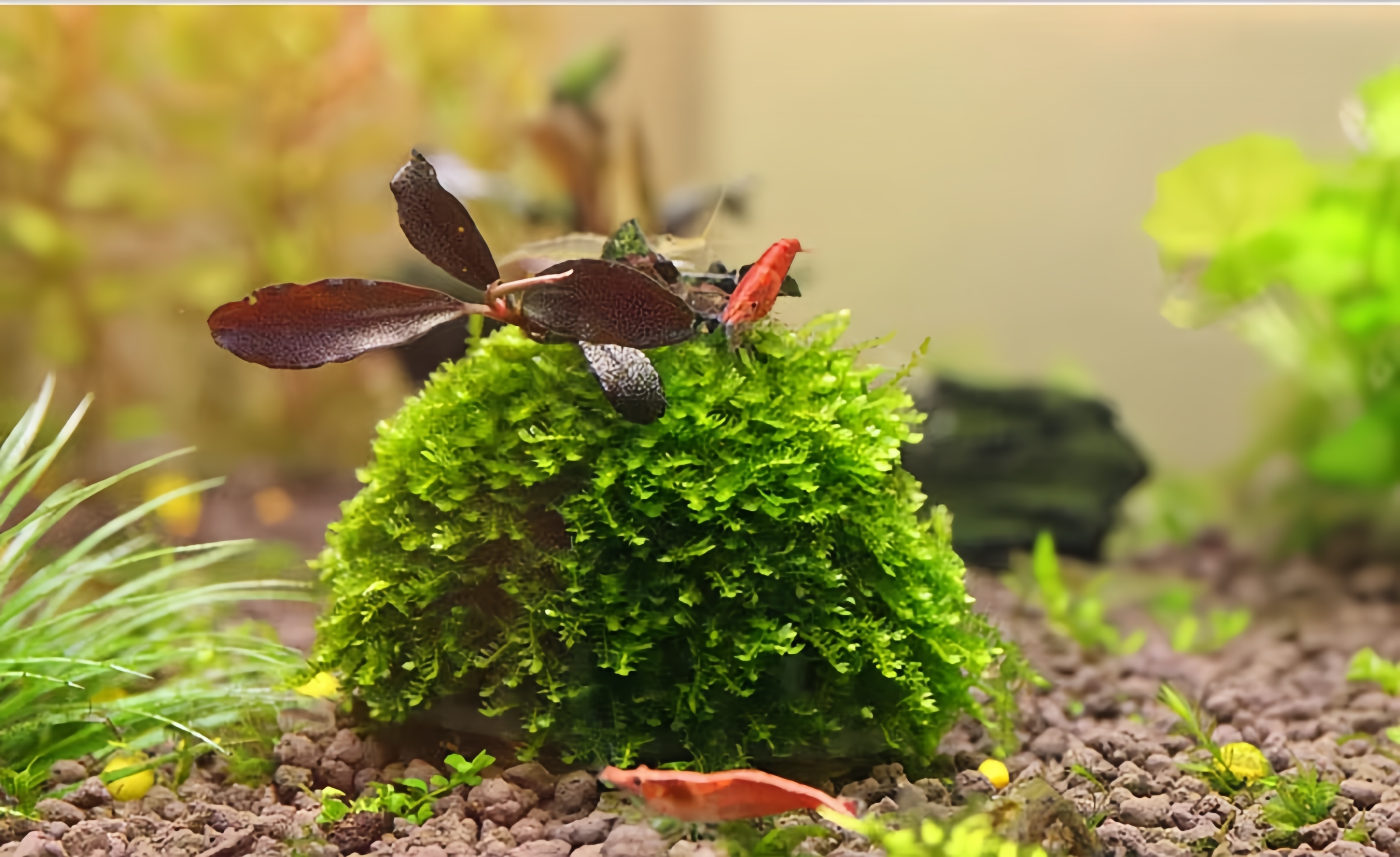 Mini Moss Ball Aquarium Decora - Planted Aquarium Moss avis et prix