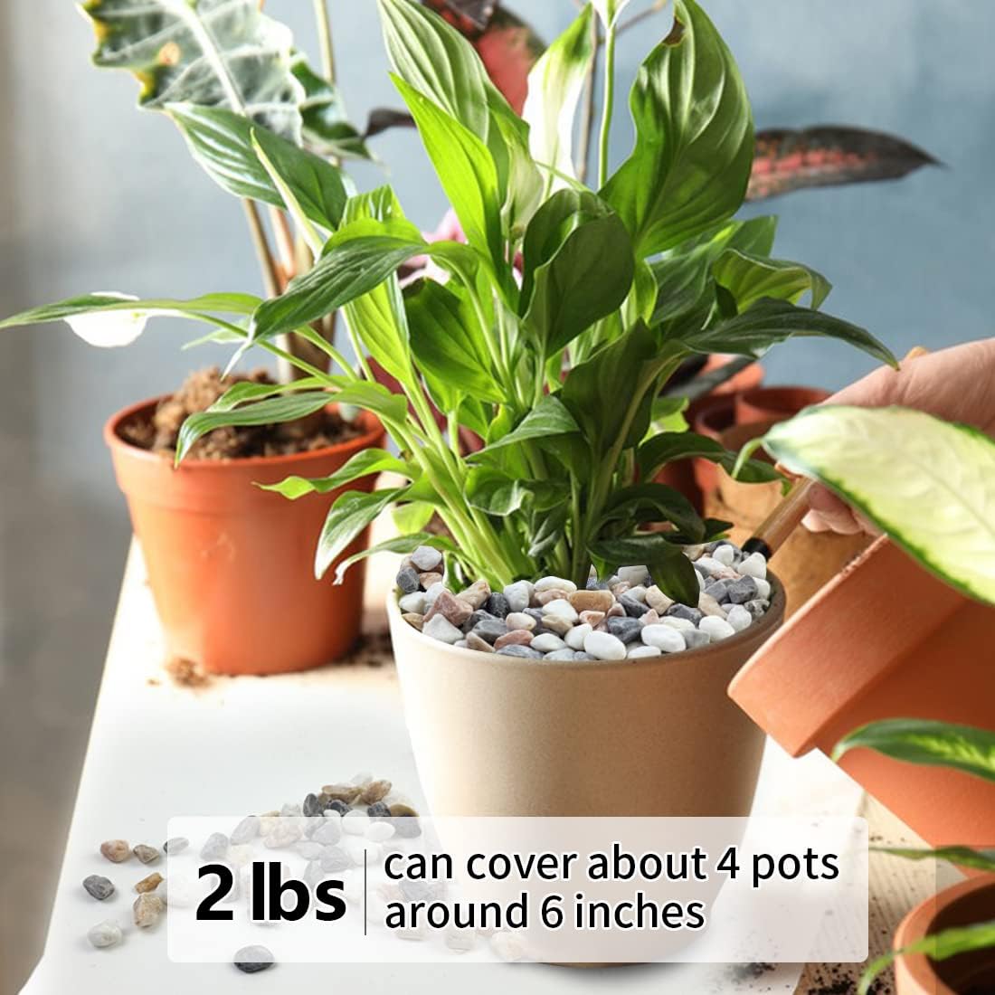 2LB Succulent Gravel Pebbles,  - Aquarium Plants avis et prix