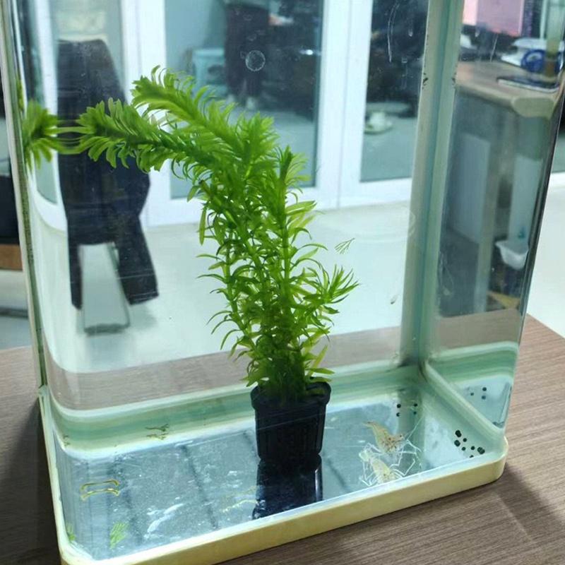 4Pcs Pet Fish Tank Landscaping - Aquarium Plants avis et prix
