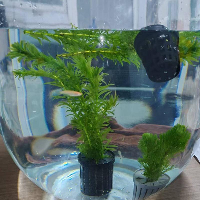 4Pcs Pet Fish Tank Landscaping - Aquarium Plants avis et prix