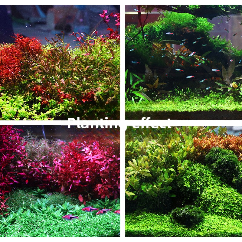SYSENCIAGA Planted Aquarium Su - Aquarium Planted Sand avis et prix