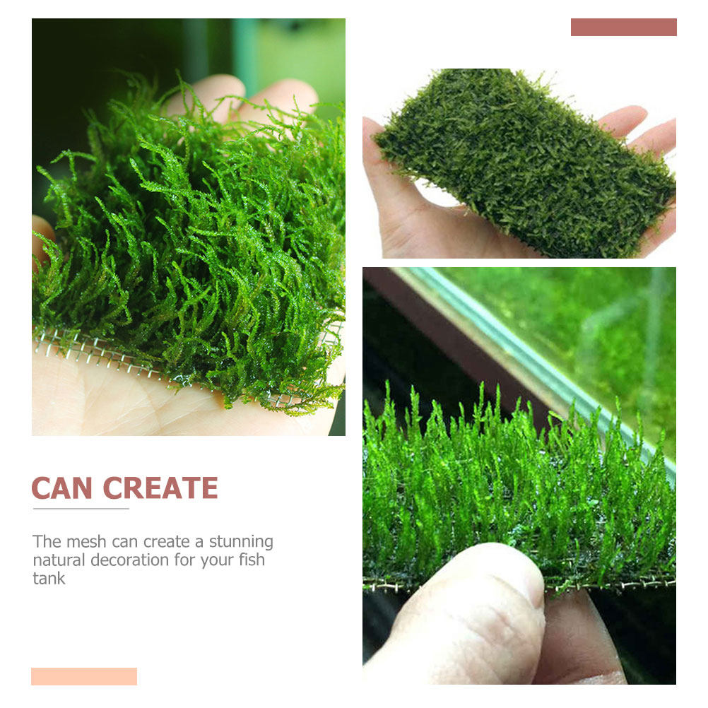 5Pcs Wear-Resistant Aquatic Mo - Planted Aquarium Moss avis et prix