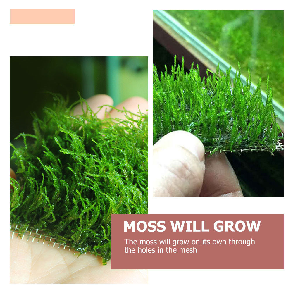 5Pcs Wear-Resistant Aquatic Mo - Planted Aquarium Moss avis et prix