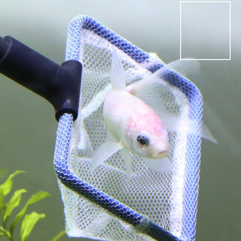 Aquarium Cleaning Tool Set Mul - Aquarium Planted Sand avis et prix