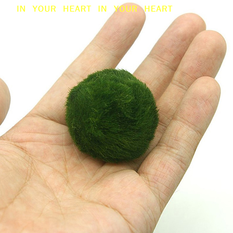 【X】3-4cm Marimo Moss Balls Liv - Planted Aquarium Moss avis et prix