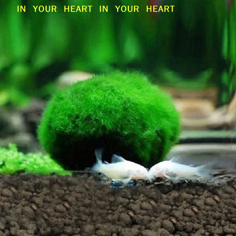 【X】3-4cm Marimo Moss Balls Liv - Planted Aquarium Moss avis et prix