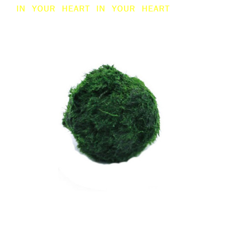 【X】3-4cm Marimo Moss Balls Liv - Planted Aquarium Moss avis et prix