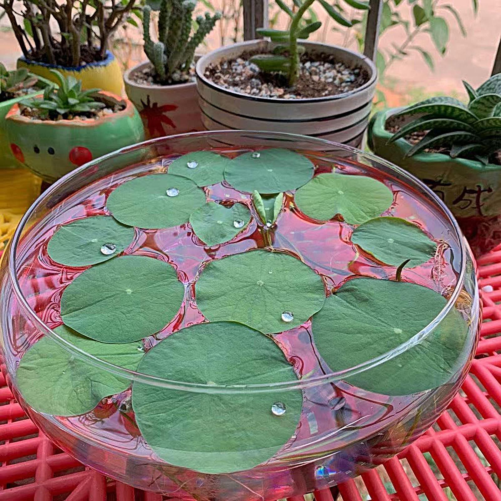 Fish Glass Bowl Glass Large Hy - Aquarium Plants avis et prix