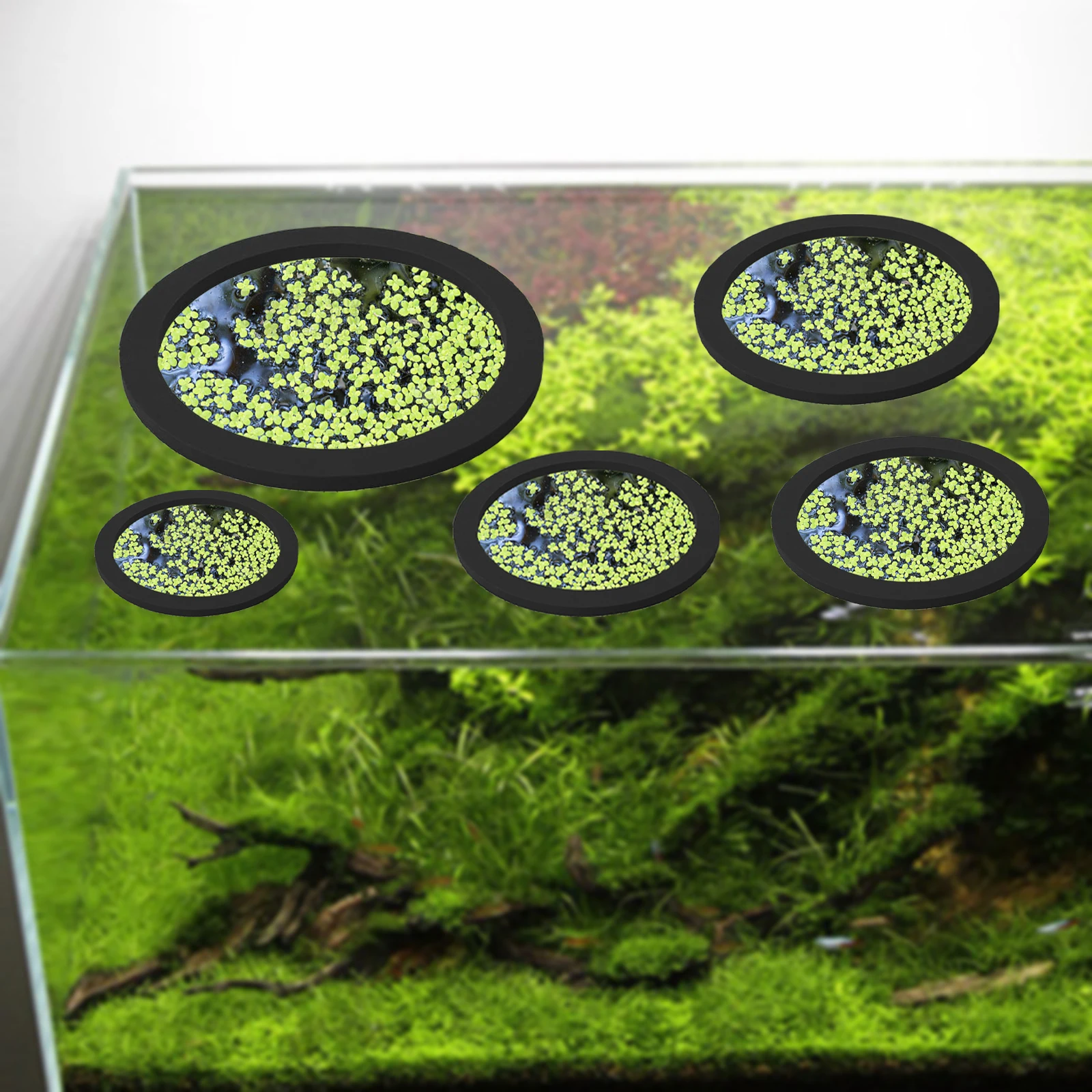 5Pcs EVA Fish Feeding Ring Aqu - Aquarium Plants avis et prix