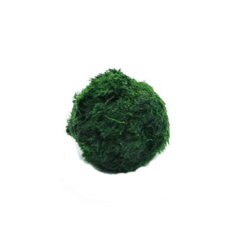 Marimo Moss Balls Live Aquariu - Planted Aquarium Moss avis et prix