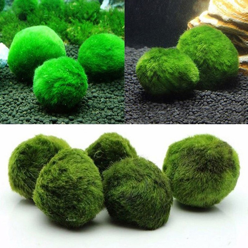 Marimo Moss Balls Live Aquariu - Planted Aquarium Moss avis et prix