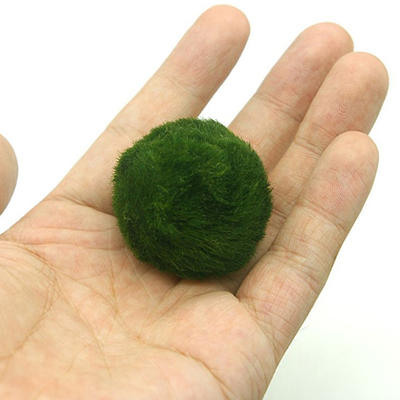 Marimo Moss Balls Live Aquariu - Planted Aquarium Moss avis et prix