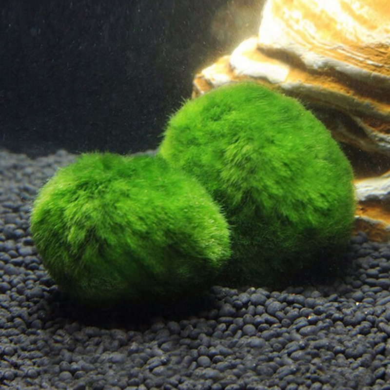 Marimo Moss Balls Live Aquariu - Planted Aquarium Moss avis et prix