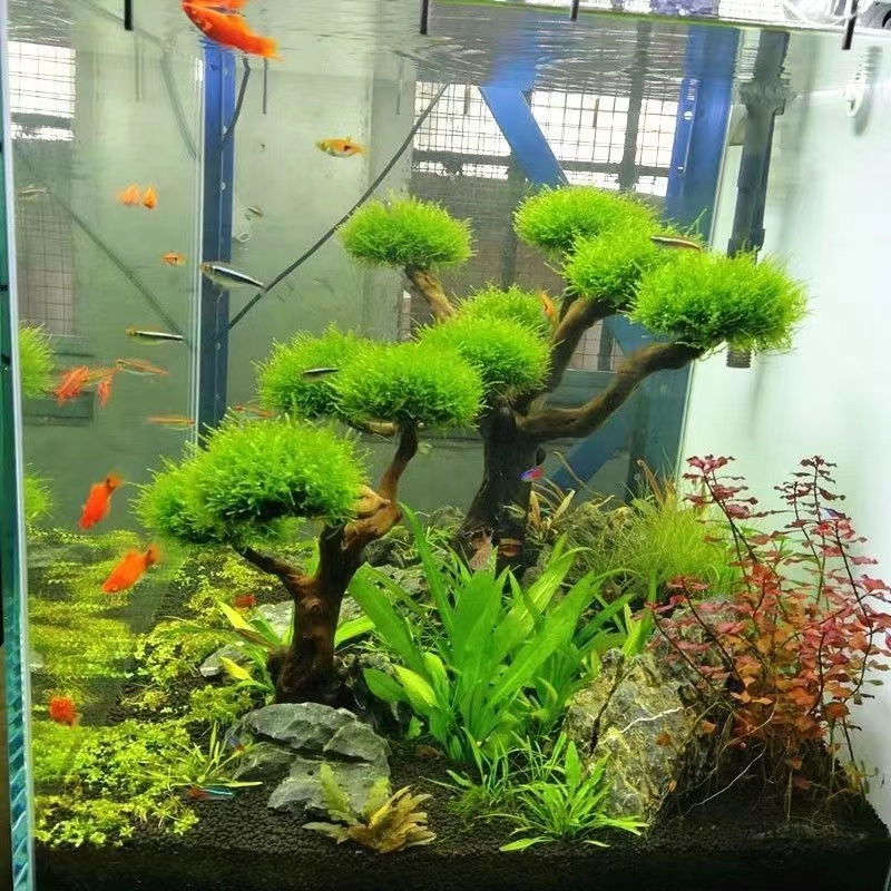 Fish tank greening wood frame  - Planted Aquarium Moss avis et prix