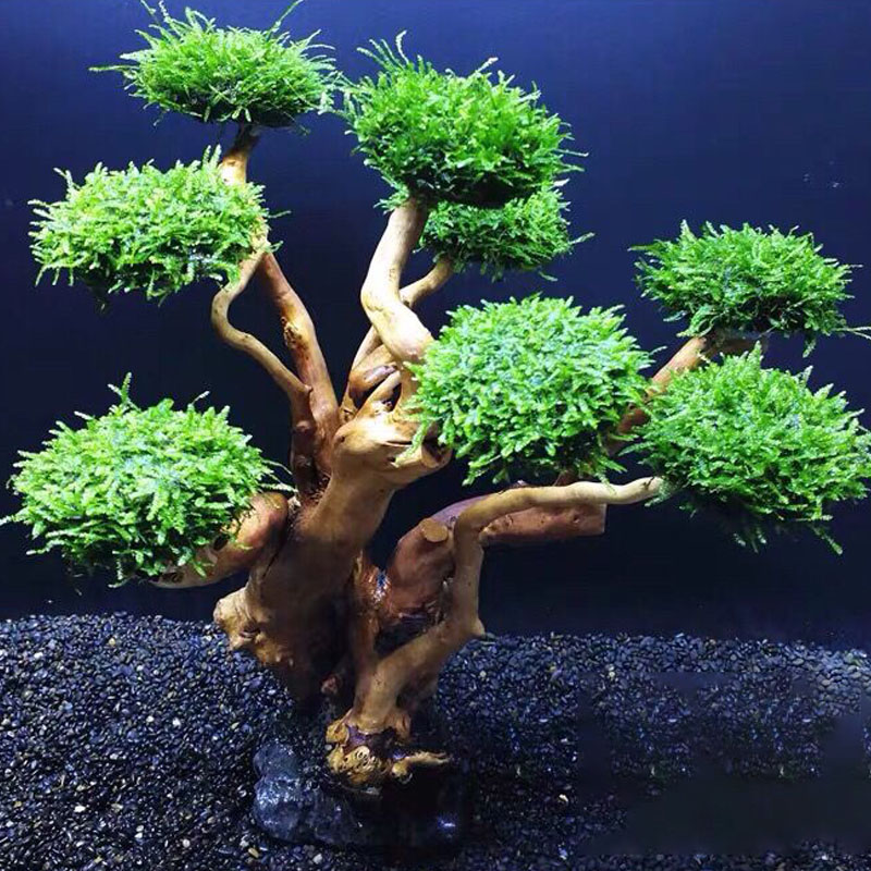 Fish tank greening wood frame  - Planted Aquarium Moss avis et prix