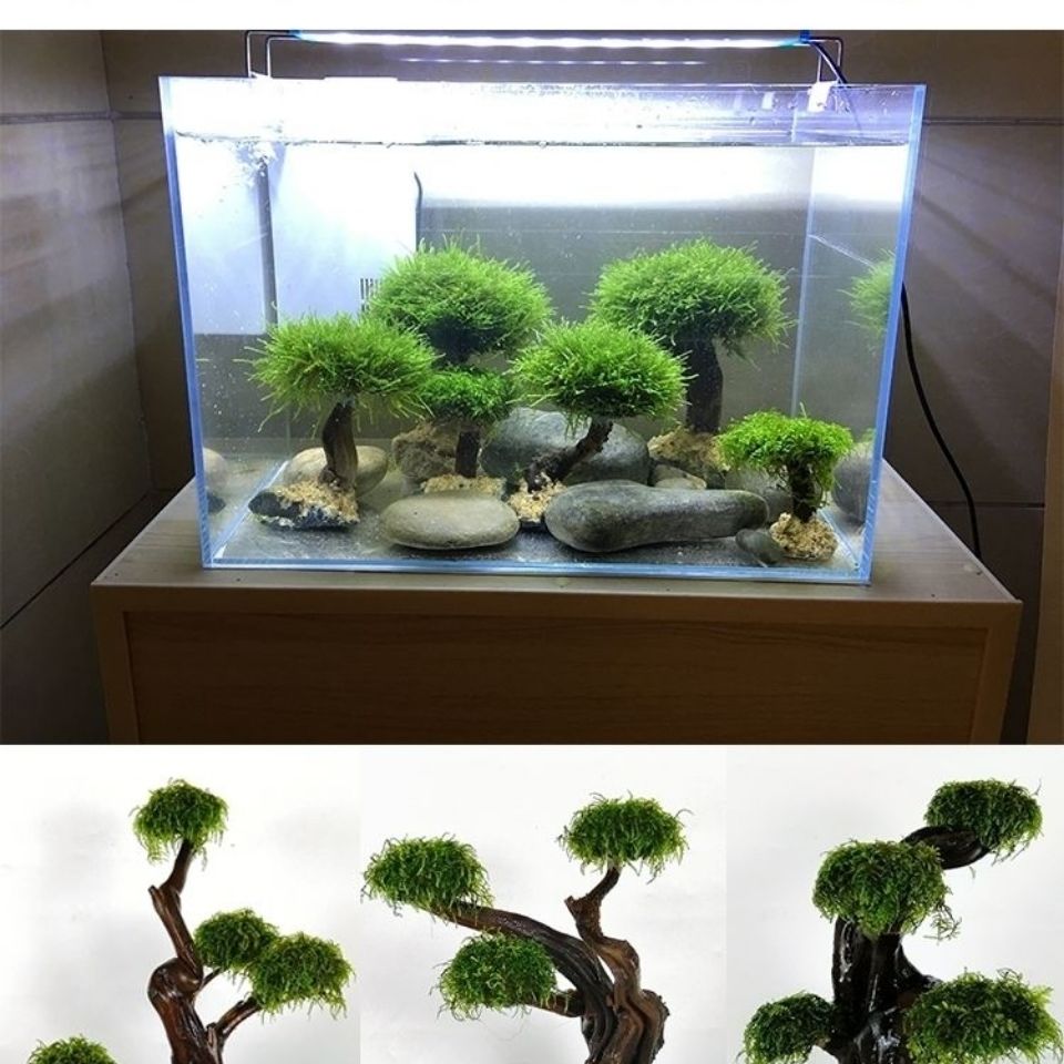 Fish tank greening wood frame  - Planted Aquarium Moss avis et prix