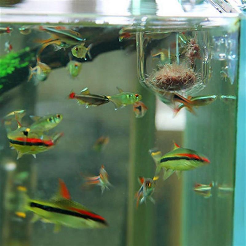 Fish Tank Decoration Accessory - Planted Aquarium Moss avis et prix