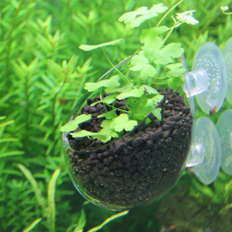 Aquarium Hanging Plant Pot Gla - Planted Aquarium Moss avis et prix