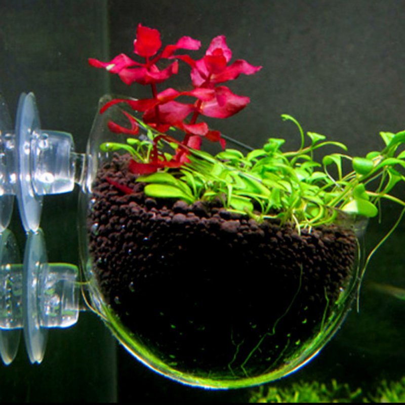 Aquarium Hanging Plant Pot Gla - Planted Aquarium Moss avis et prix